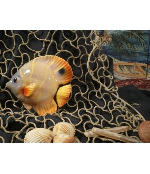 Pesce Farfalla